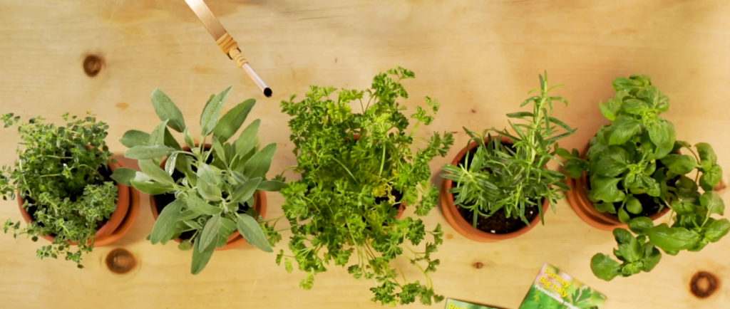 Potted herbs image