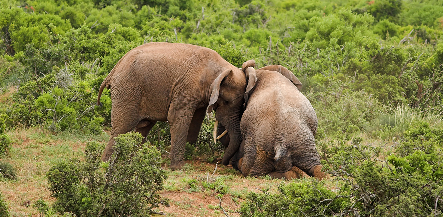 elephants in wild image