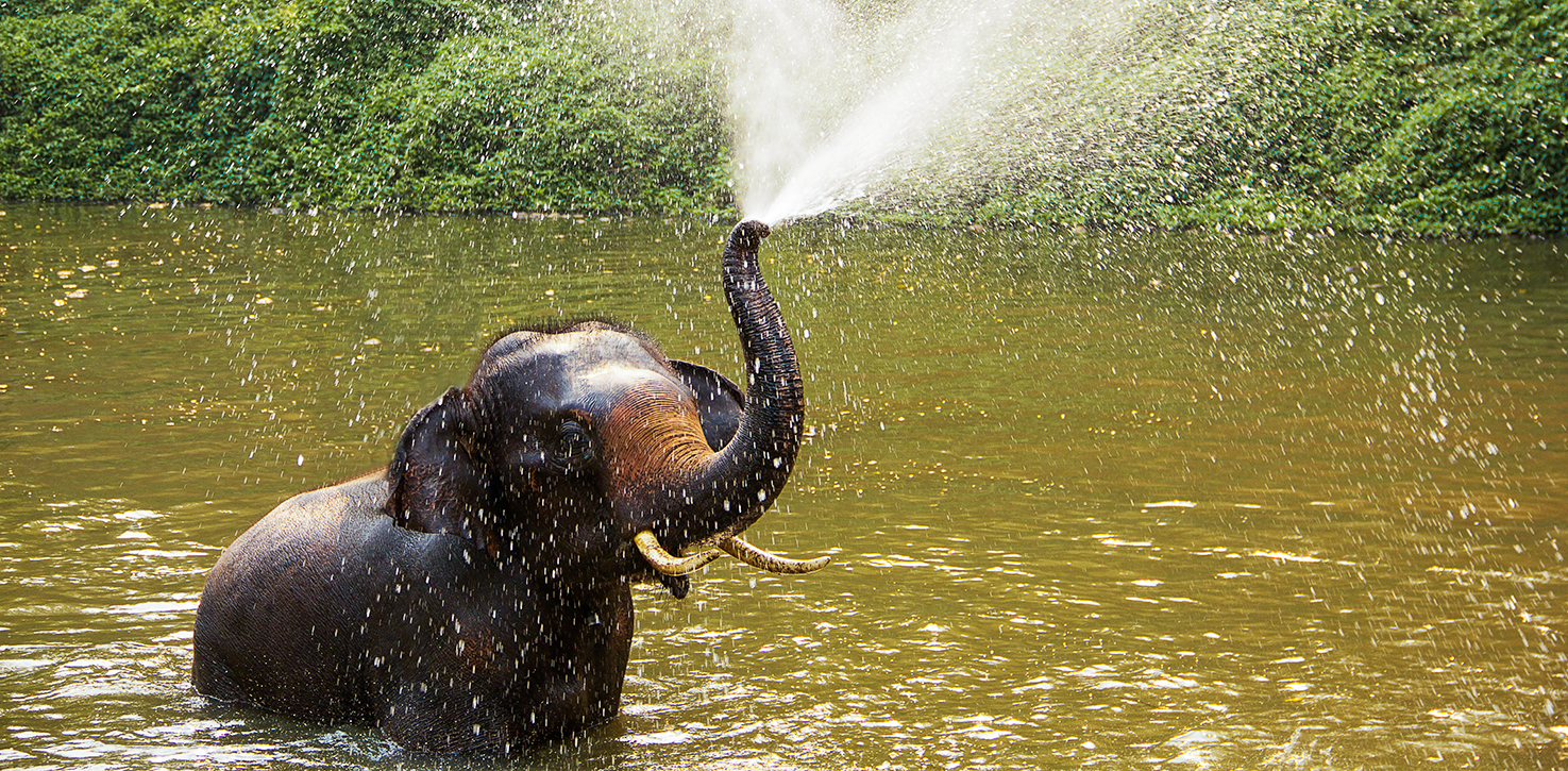 elephant spraying water image
