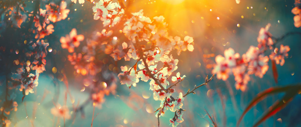 spring blossoms image