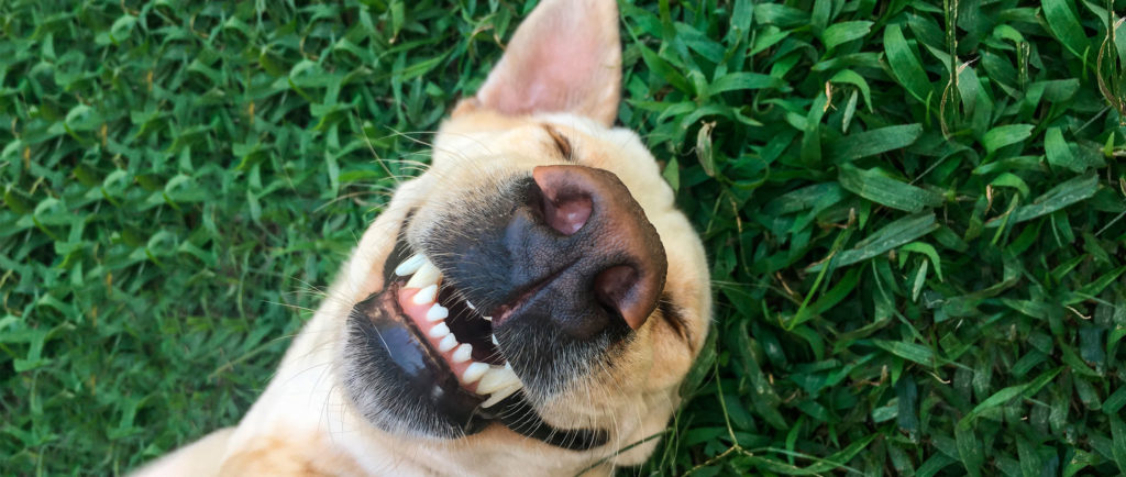 happy dog image